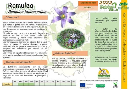 El Centro de Interpretación dedica el mes de marzo a las florecillas de la Romulea