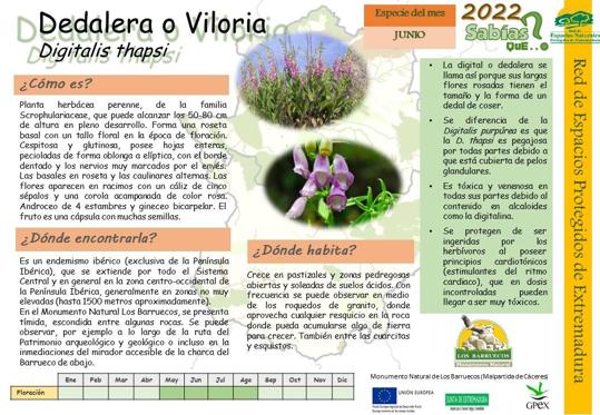 El Centro de Interpretación dedica el mes de junio a la Dedalera