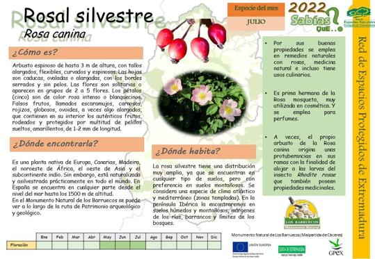 El Centro de Interpretación dedica el mes de julio al Rosal Silvestre