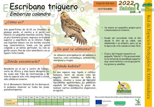 El Escribano Triguero, un pequeño habitante de Los Barruecos