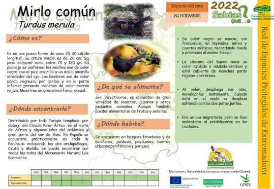 El Centro de Interpretación dedica noviembre al Mirlo Común