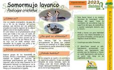 El Centro de Interpretación dedica el mes de febrero a conocer al Somormujo lavanco