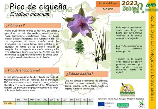El Centro de Interpretación dedica el mes de marzo a la planta 'Pico de Cigüeña'