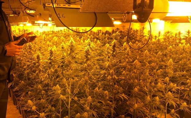 Los detenidos en la operación antidroga, un clan familiar, cultivaban marihuana en tres viviendas de Casar de Miajadas