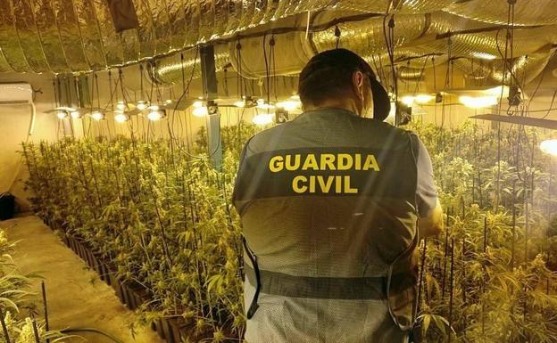 La Guardia Civil detiene a varios vecinos de Miajadas por el cultivo de 2.350 plantas de marihuana