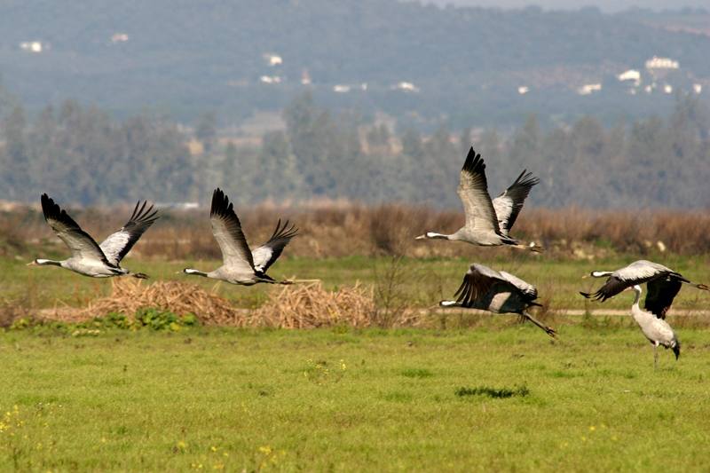 ¿Por qué las aves migran a nuestra comarca?