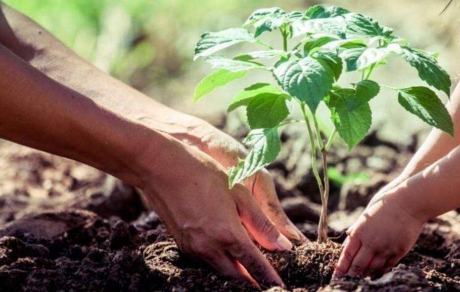 Los pequeños miajadeños nacidos el año pasado podrán tener su propio árbol