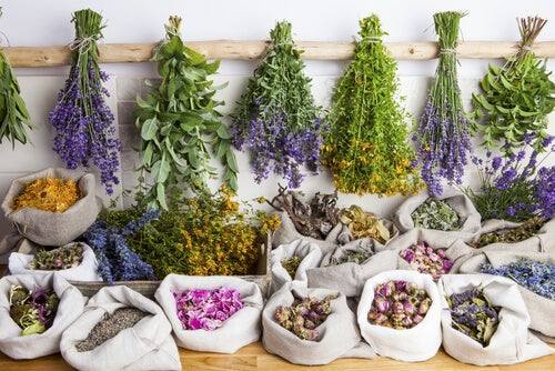 El Palacio Obispo Solís acoge la exposición itinerante 'Plantas Medicinales'
