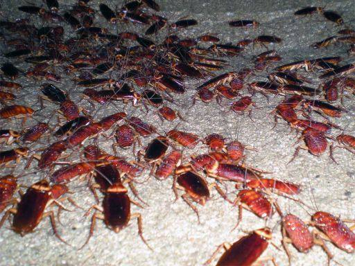 El Ayuntamiento efectuará un nuevo tratamiento de desinsectación contra la cucaracha americana