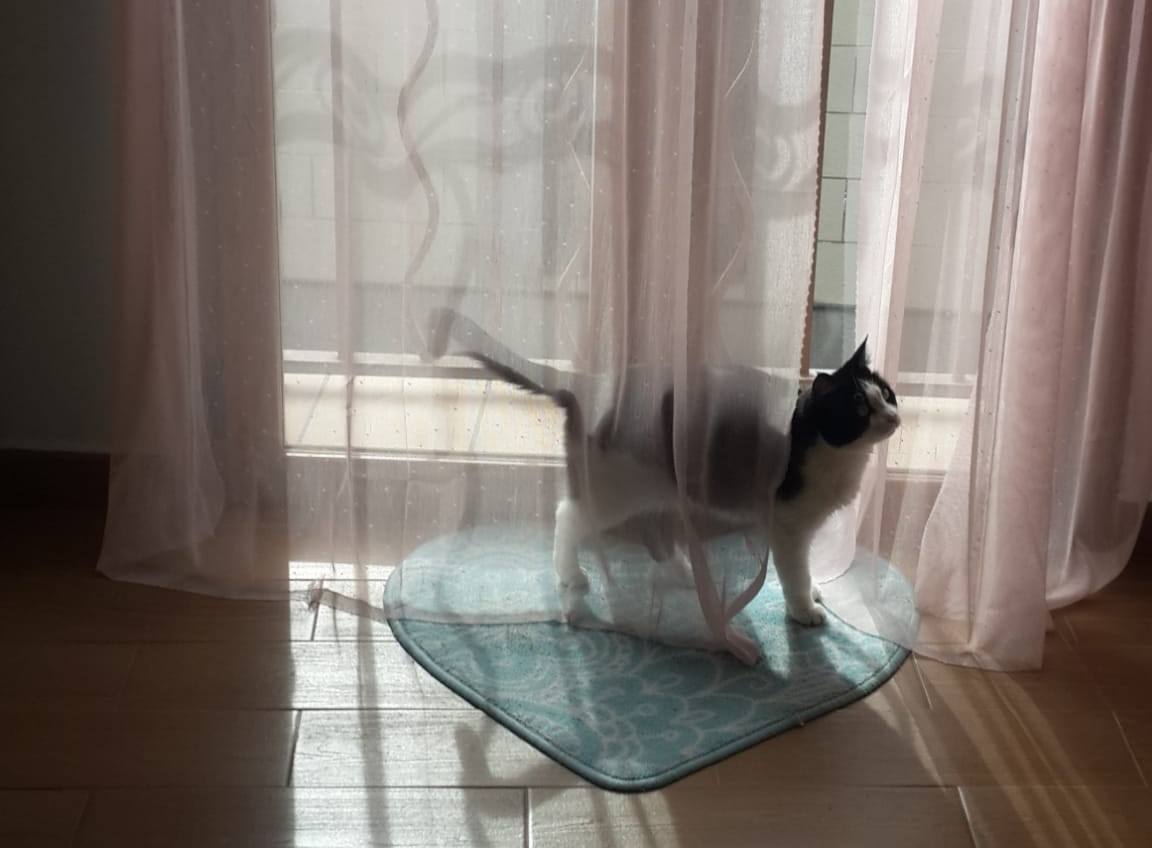 Cómo mantenerse ocupados durante el periodo de aislamiento: Mascotas