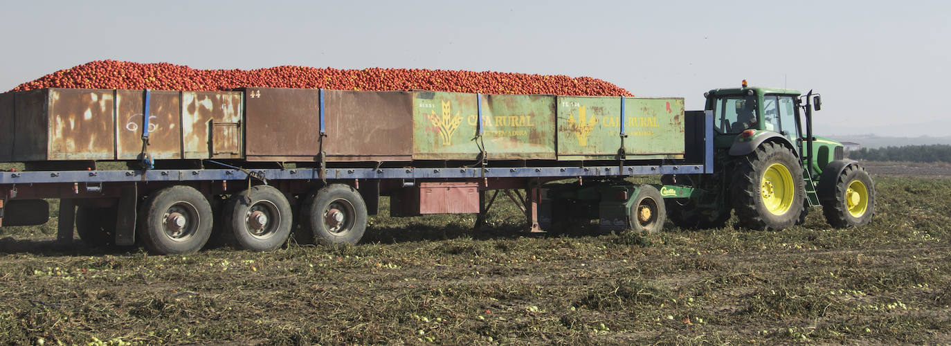 UPA-UCE pide colaboración para conseguir un transporte seguro del tomate