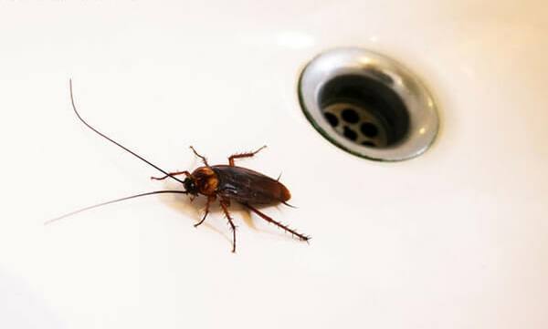 Continúan los trabajos de desinsectación contra la cucaracha americana