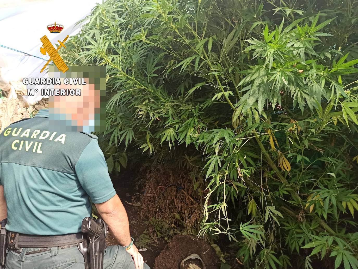 Guardia Civil detiene a un vecino de Miajadas por posesión de una plantación de marihuana