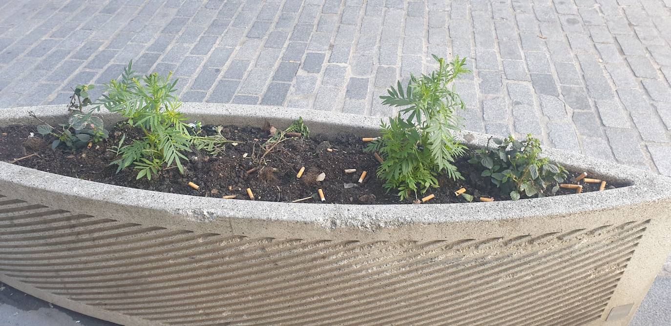 El Ayuntamiento denuncia el robo de las flores de las jardineras públicas y su uso como cenicero