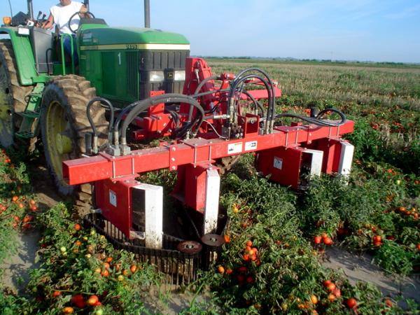 'Cáceres Viva' apoya las protestas de los agricultores para reivindicar precios justos para el sector del tomate