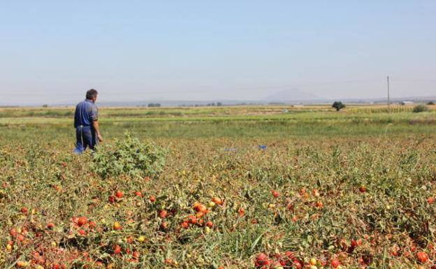 UPA-UCE espera que la negativa de Conesa a subir los precios del tomate repercuta en su contratación