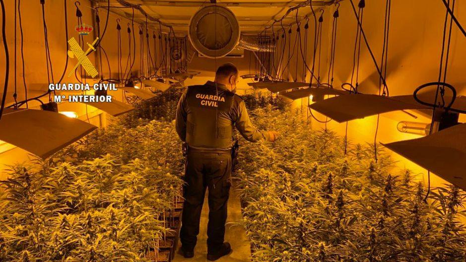 La Guardia Civil de Miajadas desmantela un cultivo 'Indoor' de marihuana con más de 600 plantas