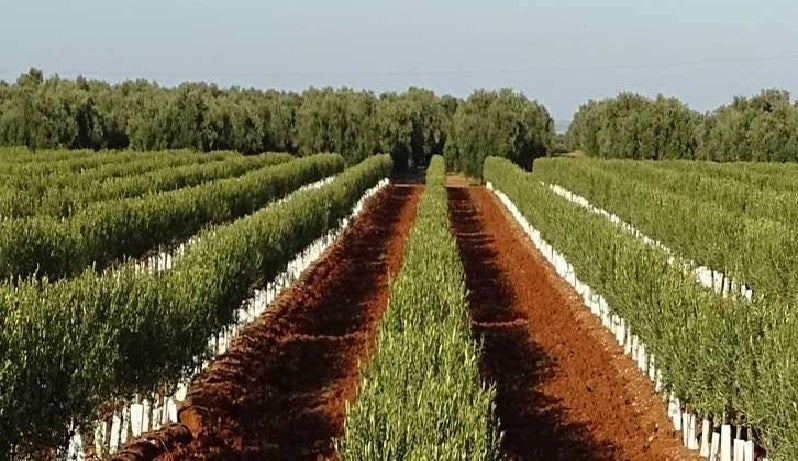 Desde la distancia: «Hay que tratar de encaminar la producción hacia otros sectores u otra manera de hacer las cosas»