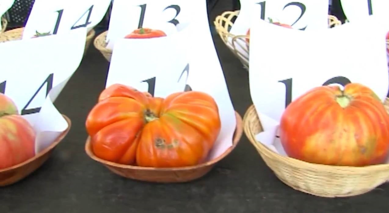 Miajadas celebrará su XXXVI Concurso del tomate el 10 de agosto