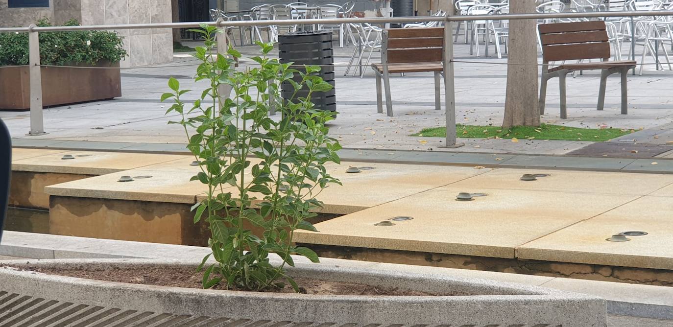 Renuevan las plantas de la Avenida Trujillo y la plaza de La Llanada