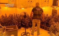 Detenidos dos jóvenes de Miajadas por un cultivo 'Indoor' de 200 plantas de Marihuana