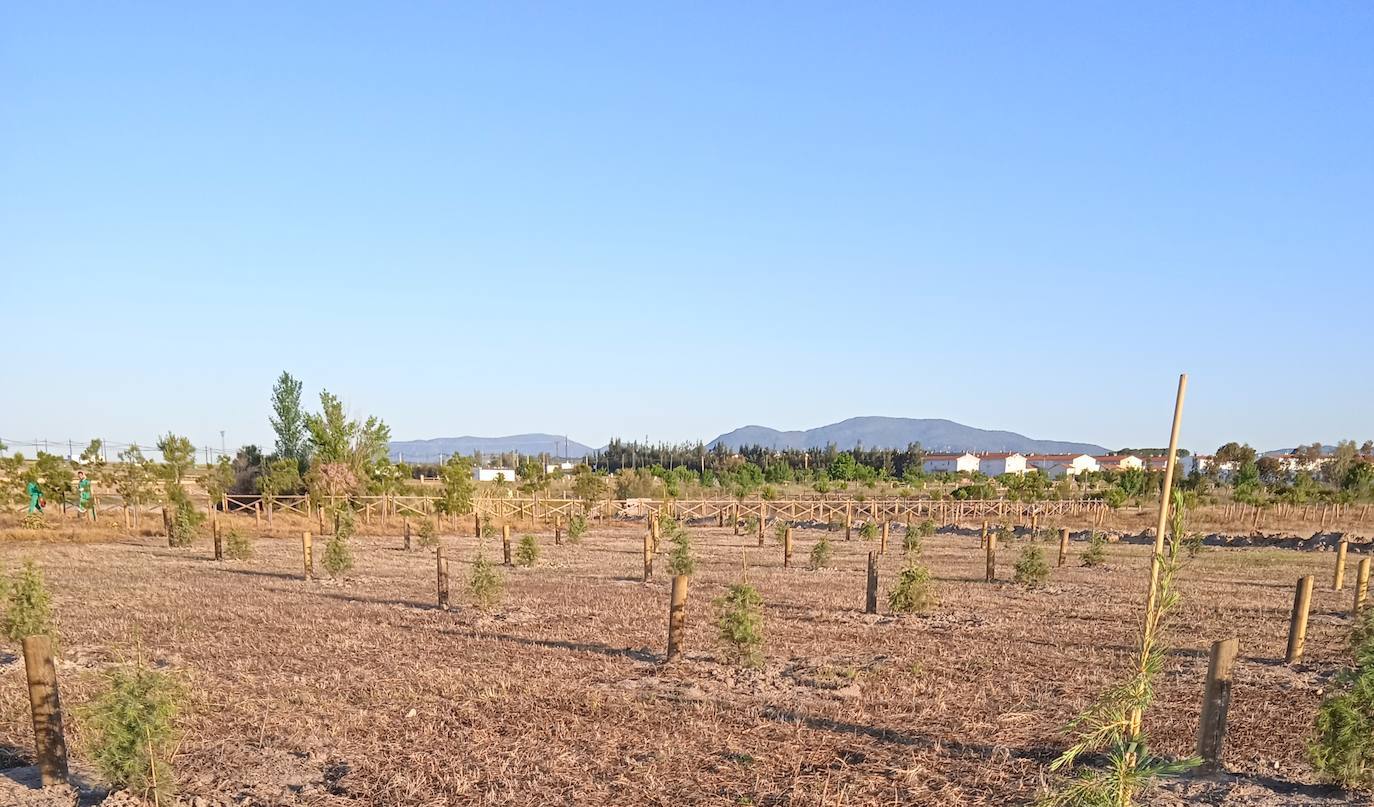 El Servicio Municipal de Parques y Jardines aplicará un tratamiento fitosanitario en el Parque Mediterráneo