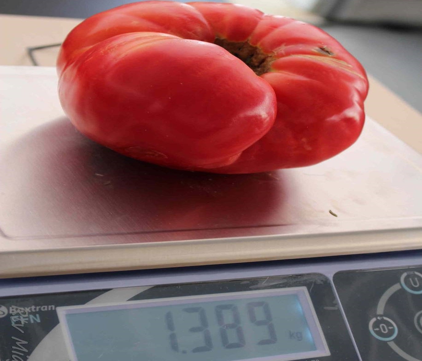 Casi 1'400 kg pesó la mayor pieza del XXXVII Concurso del Tomate