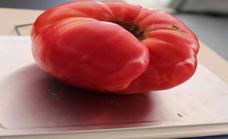 Casi 1'400 kg pesó la mayor pieza del XXXVII Concurso del Tomate