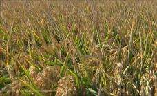 El Ayuntamiento de Miajadas estudia compensar a los agricultores que no hayan podido regar por la sequía