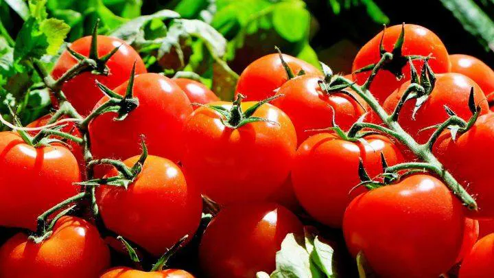 El tomate es el principal producto agroalimentario de Miajadas 