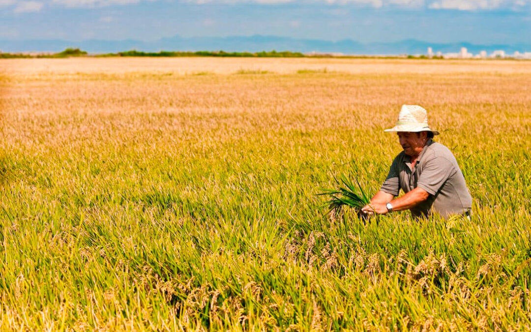 El 27 de septiembre finaliza el plazo para que los agricultores afectados por la sequía presenten la documentación
