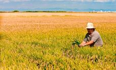 El 27 de septiembre finaliza el plazo para que los agricultores afectados por la sequía presenten la documentación