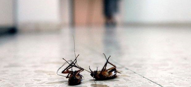 Comienza la desinsectación de cucarachas en la Zona Norte – Avenida García Siñeriz