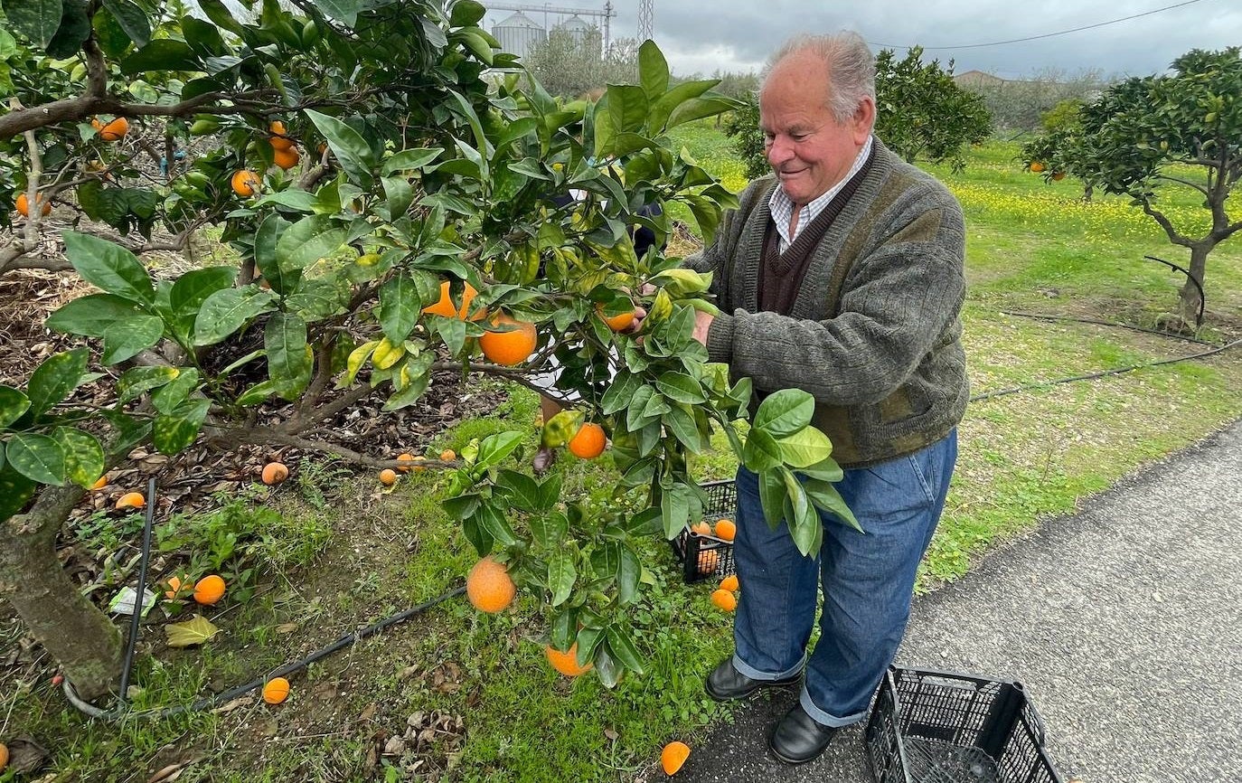 Los mayores de San Martín de Porres recolectan sus naranjas