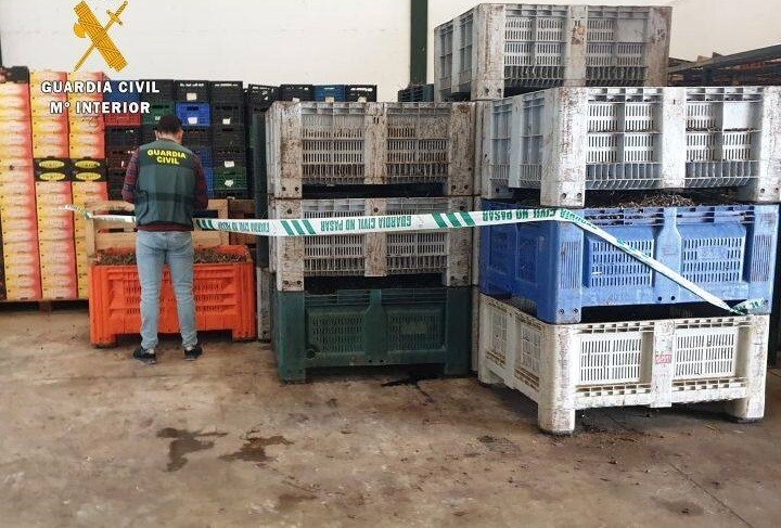 La Guardia Civil encuentra en Miajadas más de 7.300 kilos de aceitunas de procedencia no acreditada