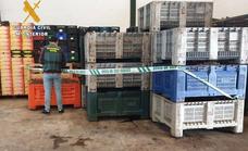 La Guardia Civil encuentra en Miajadas más de 7.300 kilos de aceitunas de procedencia no acreditada