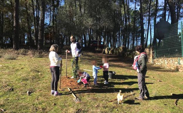Cúriga Monesterio reparte mañana en el mercadillo plantones de encinas y alcornoques