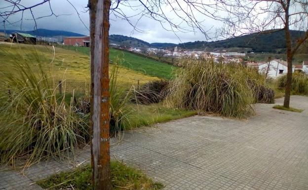 Cúriga Monesterio realiza un llamamiento para la eliminación de la planta 'plumero de la Pampa'