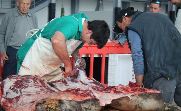 La Matanza Tradicional del Cerdo Ibérico celebra mañana sus veinte años de vida