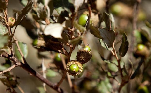 La Mancomunidad de Municipios celebrará en enero una jornada técnica alrededor de la bellota