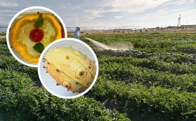 El kiwano del Kalahari ya se cultiva en la comarca de Campo Arañuelo
