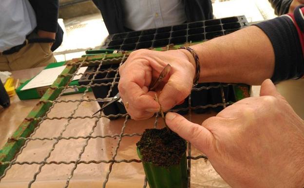 El BOE publica el convenio para desarrollar el cultivo intensivo de bellotas en parcelas experimentales