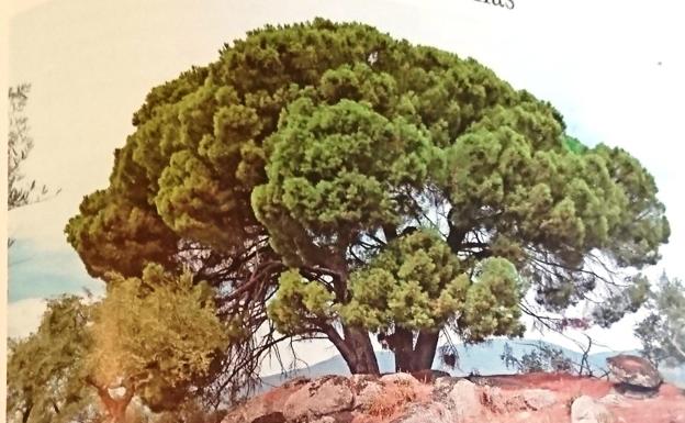 Tratan de evitar la tala de un árbol ejemplar en Losar de la Vera para hacer un tendido eléctrico