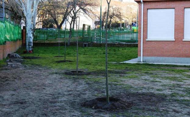 Los jardineros municipales plantan 15 almeces en el patio infantil del colegio Campo Arañuelo