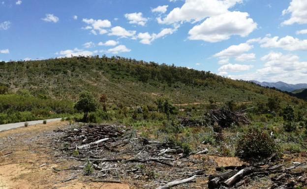 Denuncian la existencia de cientos de árboles cortados y sin recoger en una finca de la Junta