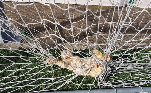 Los bomberos liberan a un gato atrapado en las redes de una de las porterías del campo de fútbol