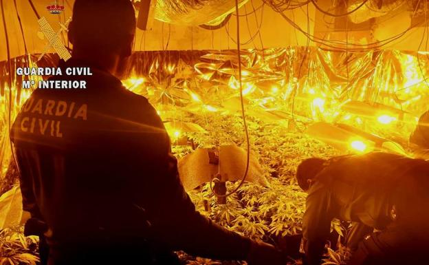 La Guardia Civil detiene a un vecino que cultivaba marihuana en el interior de su vivienda