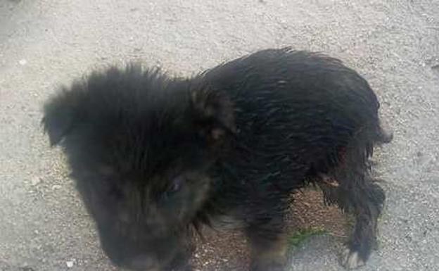 Dos chavales salvan de morir a un cachorro al que alguien arrojó a un contenedor dentro de una bolsa