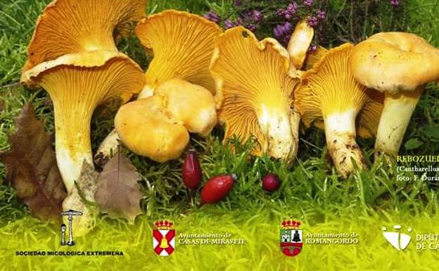 Casas de Miravete y Romangordo celebrarán de forma conjunta el Día de la Seta de Primavera