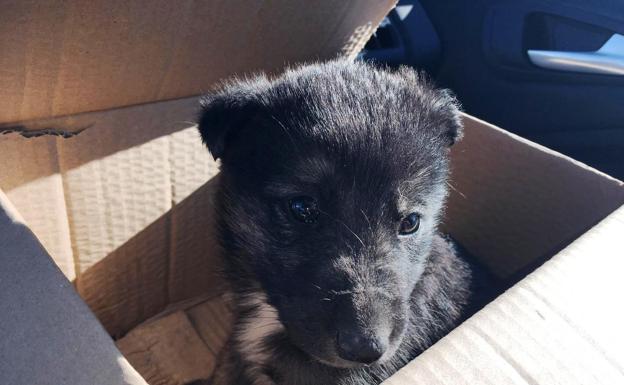 Nuevo llamamiento a la ciudadanía para terminar con el abandono de animales